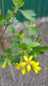 ribes aureum