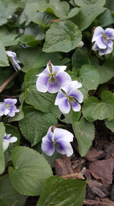 viola odorata hybr.