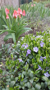 tulipa toronto