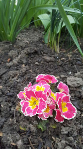 primula hybr.