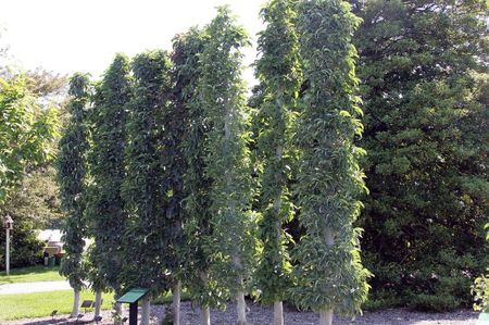 columnar apple tree 2008 (Pennsylvania, USA)