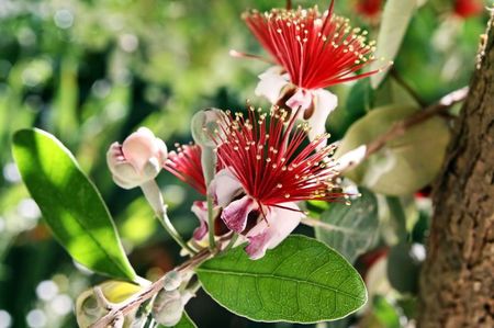 flori feijoa