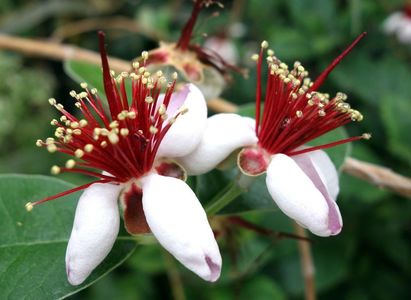 flori feijoa