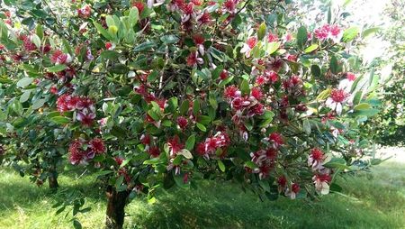 feijoa inflorit