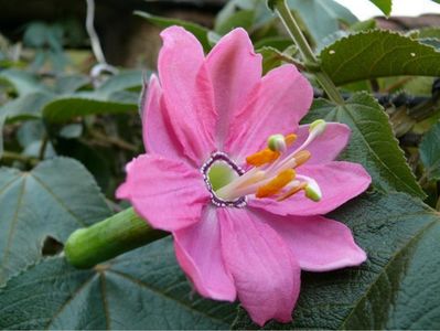 passiflora mollissima