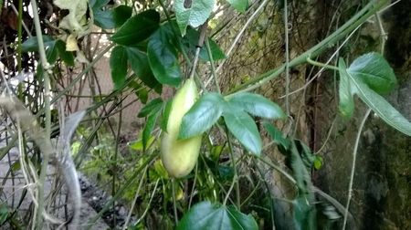 passiflora mollissima