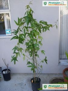 passiflora mollissima