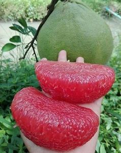 pink pomelo