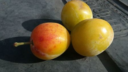 prune galbene (goldane)