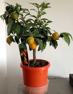 kumquat