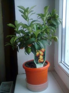 Kumquat-1, sept.2013