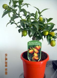 Kumquat-1