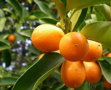 kumquat on tree
