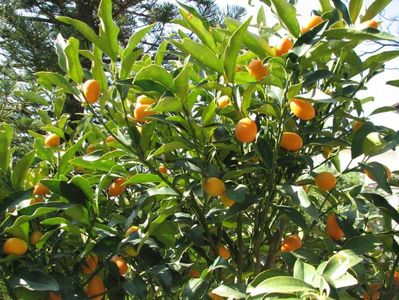 Kumquat tree