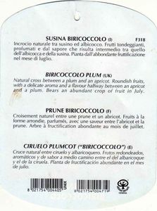 Susina Biricoccolo 2