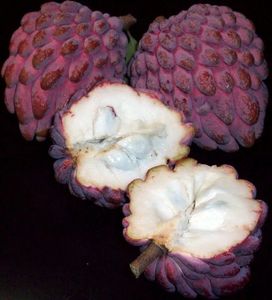 annona squamosa