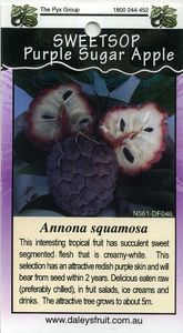 Purple Sugar Apple Annona-Squamosa
