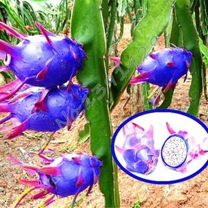 blue-Dragon-Fruit-Cactus