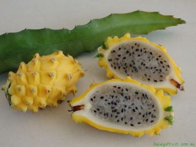 Pitaya-Yellow-Dragon-Fruit-1039