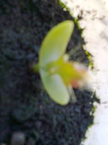 Pitaya galben din seminte-8