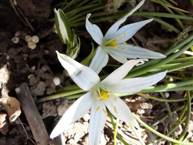 Ceapa ciorii / Leopoldia comosa