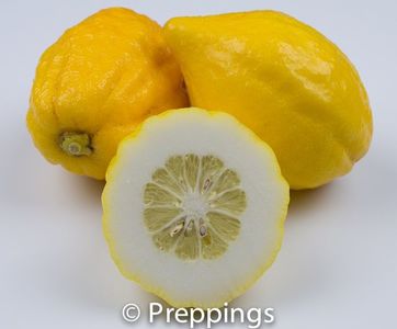 Etrog