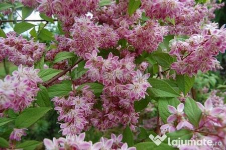 deutzia-hybrida-strawberry-fields