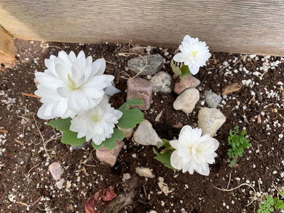 Sanguinaria canadensis f. multiplex 'Plena'