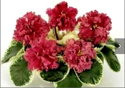 SM Shikarnyy Mak  epuizat