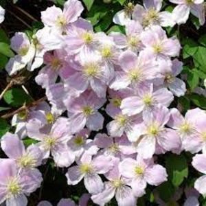 clematis fragrant spring