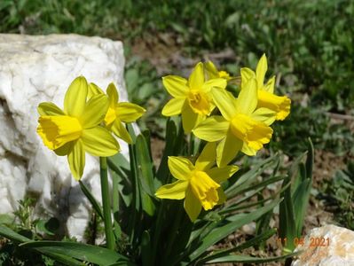 narcise Tete a tete