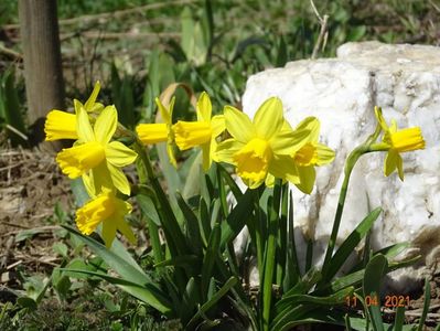 narcise Tete a tete