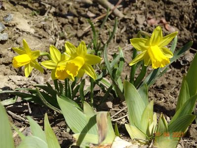 narcise Tete a tete