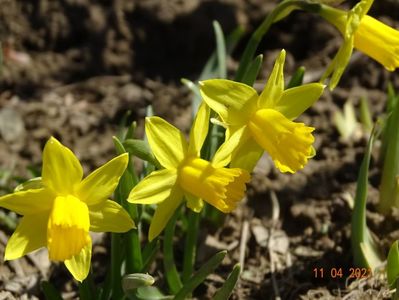 narcise Tete a tete
