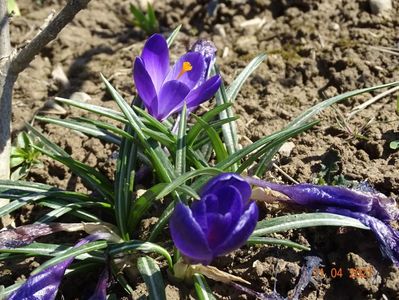 crocusi