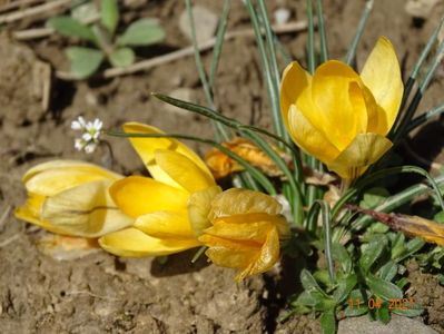 crocusi