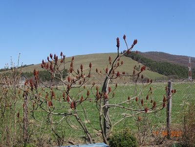 rhus typhina