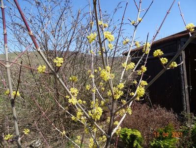 cornus mas