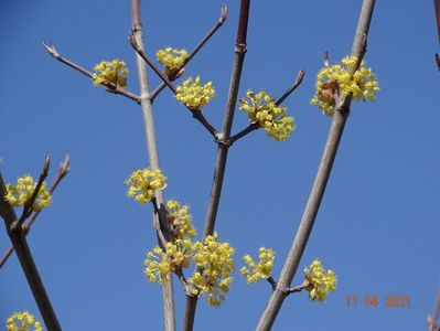 cornus mas