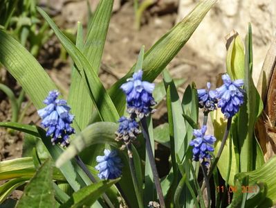 muscari