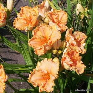 Orange Cream - done; https://daylily-phlox.eu/daylily/daylily-n-o/orange-cream/
