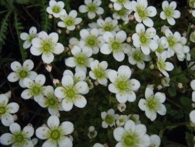 saxifraga