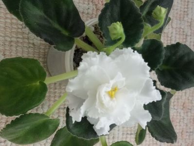20 apr