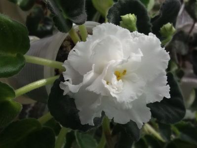 20 apr