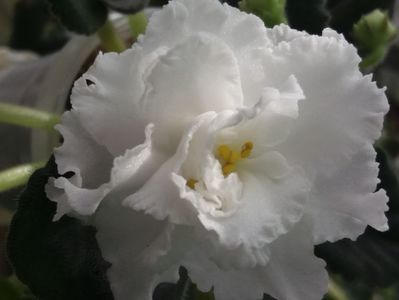 20 apr