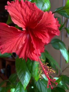 IMG-20210421-WA0000; Cooperi Rose flake
