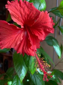 IMG-20210421-WA0004