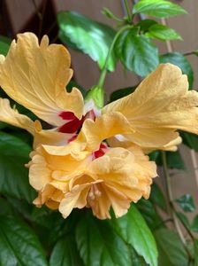 IMG-20210421-WA0002