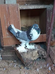 vândută lui Chertes I(Blaj)