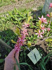 prunus tenella